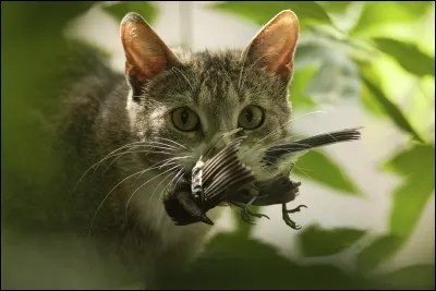Le chat a-t-il une chance d'attraper un colibri en vol, à 1 mètre et quelques du sol ?