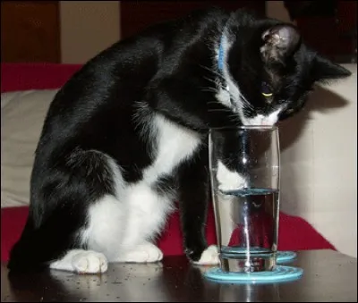 Si le chat boit moins de 15 % d'eau, il peut tomber gravement malade.