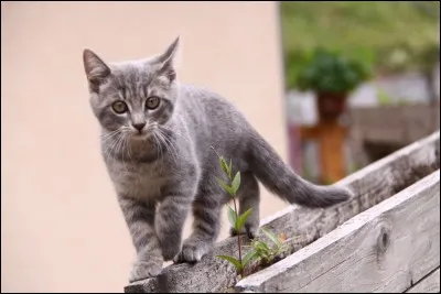 Pourquoi la queue est tellement importante à la plupart des chats ?