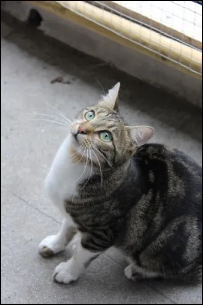 La vue du chat est très perçante, mais de près elle est...