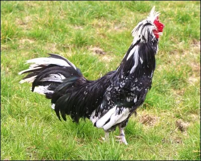 D'où vient la volaille possédant une IGP ?