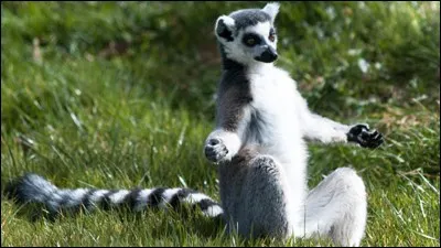 Dans quelle partie de Madagascar vit-il ?