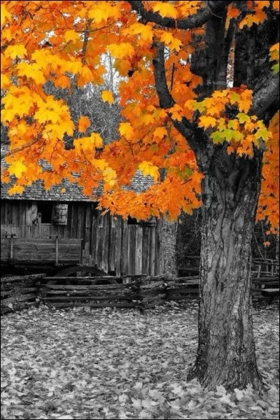Dans quelle fable de La Fontaine lit-on "Tout vous est Aquilon, tout me semble Zéphyr" ?