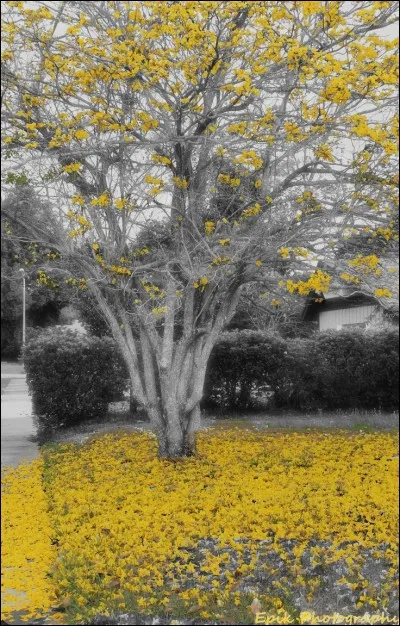 De qui sont les paroles "Le vent fera craquer les branches. La brume viendra dans sa robe blanche" ?