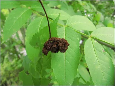 Quel est son appareil buccal ?