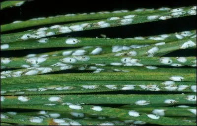 Quelle est sa métamorphose ?