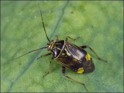 Quel est son appareil buccal ?