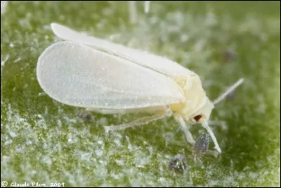 Quel est son appareil buccal ?