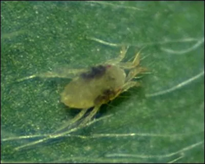 Quelle est sa métamorphose ?