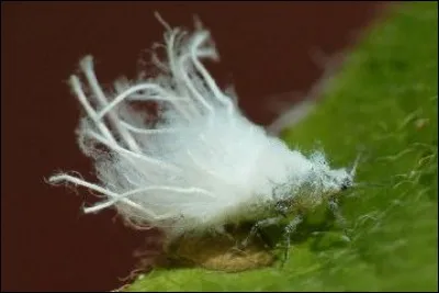 Quel est son appareil buccal ?