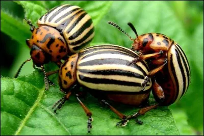 Quelle est sa métamorphose ?