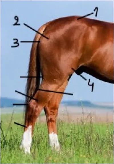 Comment nomme-t-on ces parties du membre postérieur ?