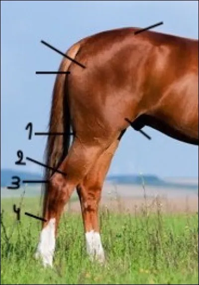 Retrouvez les bonnes parties du membre postérieur :