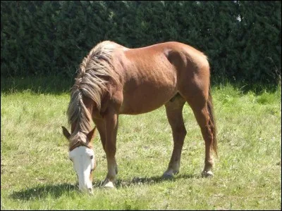 Comment se nomme la marque sur la tête de ce cheval ?