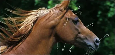 Comment nomme-t-on ces parties de la tête du cheval ?