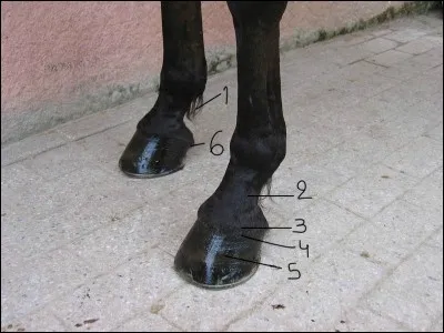 Et maintenant, révisons les parties du pied :