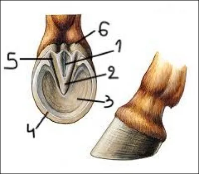 Comment se nomment ces parties du sabot ?