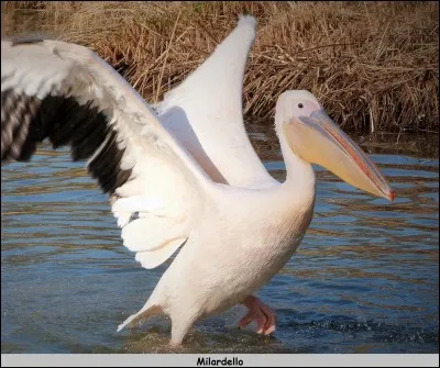Le pélican blanc d'Amérique peut stocker environ 15 litres d'eau dans son bec.