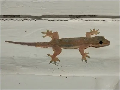 Le gecko peut marcher partout, même sur le plafond.