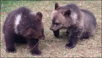 L'ours de Gobi est le seul ours à vivre dans le désert.