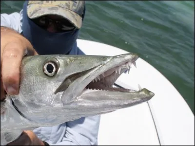 Le barracuda ne mange qu'une fois par mois.