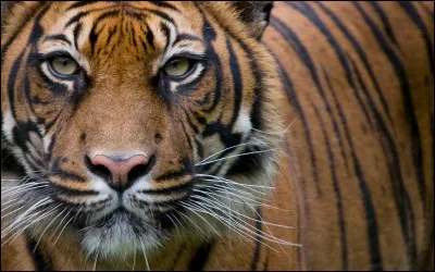 Parmi ces personnages de dessins animés, lequel n'est pas un tigre ?