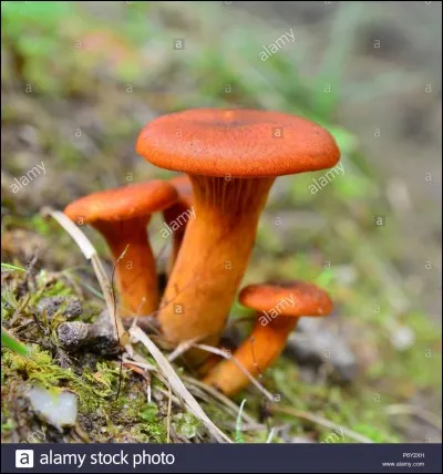 Oseriez-vous goûter à celui-ci ?