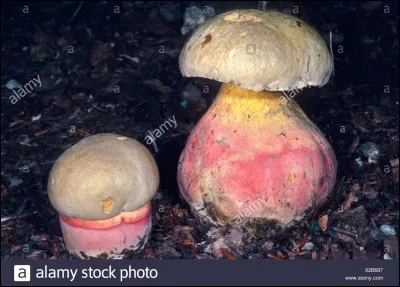 Que sont ces champignons ?