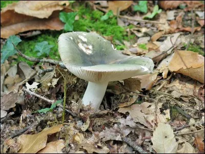 Laisserons-nous de la place à un des derniers champignons car il n'y a plus beaucoup dans mon panier ?