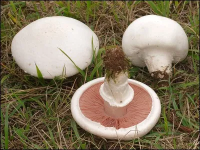 J'ai juste la place pour un dernier champignon dans mon panier. Et celui-là, j'espère que c'est un bon comestible !