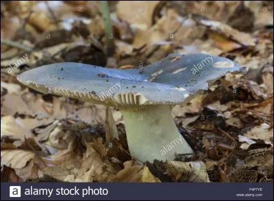Laisserons-nous de la place dans le panier pour ce champignon ?