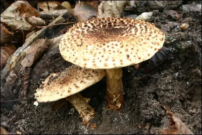 Ce champignon donnera-t-il une touche de saveur à votre omelette ?