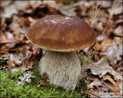 Ce champignon vaut-il la peine d'être consommé ?