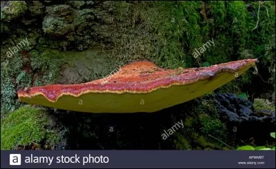 Allons-nous cueillir ce champignon curieux en raison de sa très forte ressemblance avec un foie (à l'odeur, à la couleur et à la coupe) ?