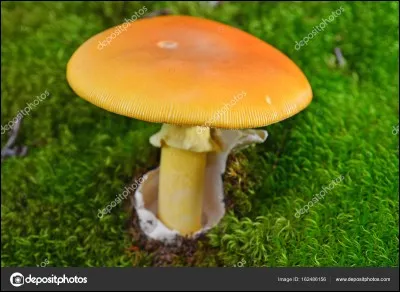 Ferons-nous confiance à ce champignon ?