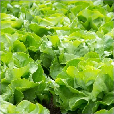 Si vous avez réponse à tout, vous allez être bon, très bon.
Bon comme quoi ?