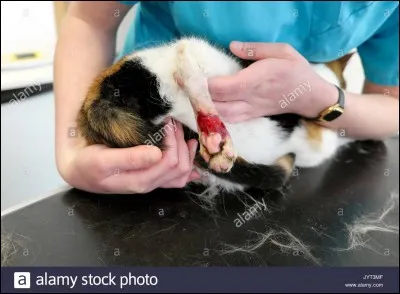 Tu vois un chat d'un autre clan blessé sur ton territoire. Que fais-tu ?