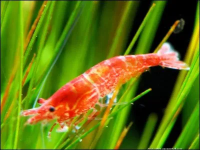 Comment dites-vous "crevette" en anglais ?