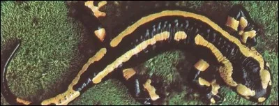 Quel roi avait pour embl&egrave;me cet animal ?