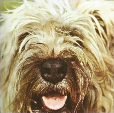 Ce chien de berger est un...