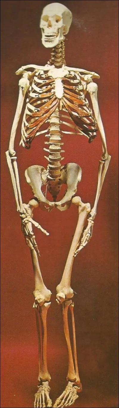 Combien d'os composent le squelette humain ?