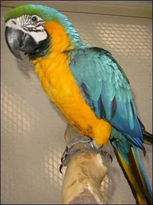 Quel est cet animal ?