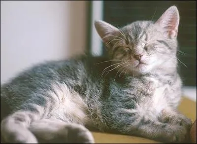 Quel est cet animal ?