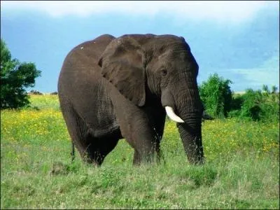 Quel est cet animal ?