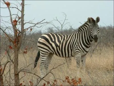 Quel est cet animal ?