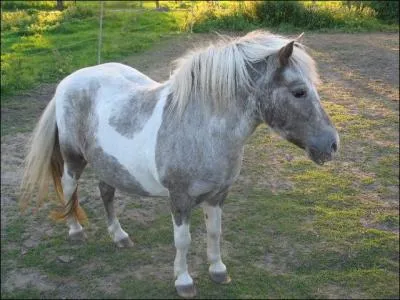 Quel est cet animal ?