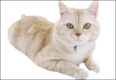 Étoile de Bruyère a été une des premières chefs du Clan de l'Ombre.