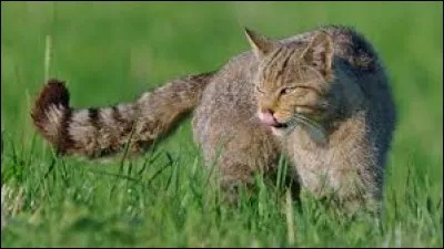 À quel clan appartient Étoile douce ?