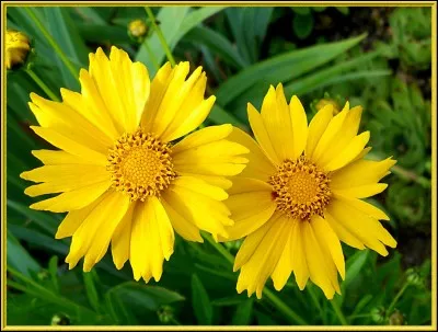 Quelles fleurs préfères-tu entre celles-là ?