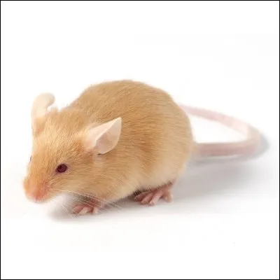 Facile, si vous connaissez un célèbre dessin animé !
Souris !